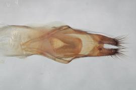   M. obtusus  genitalia distal
